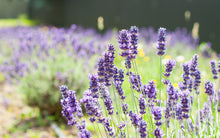 Sunderland Acres Lavender Farm