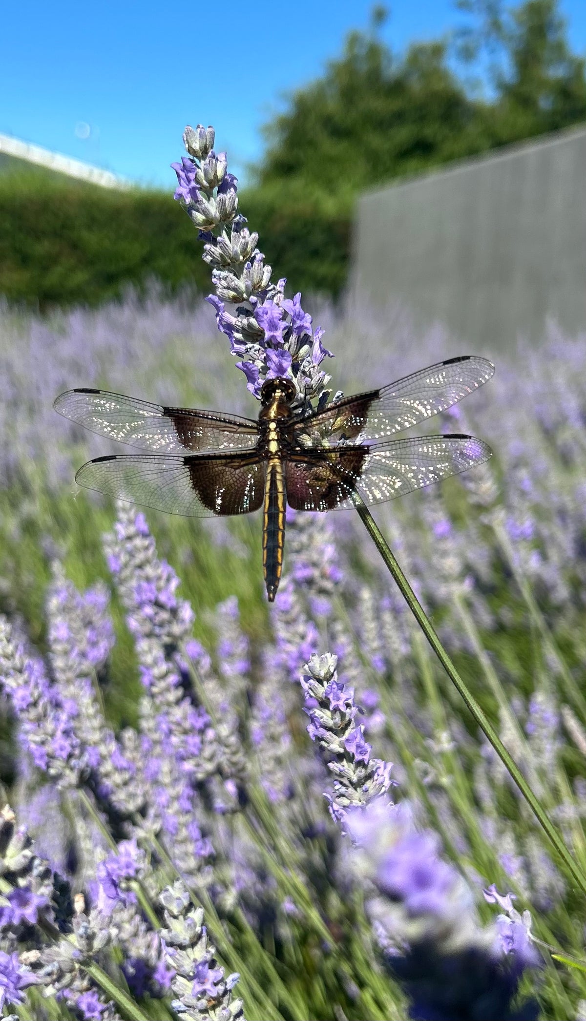 Sunderland Acres Lavender Farm