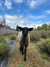 Sunderland Acres Lavender Farm